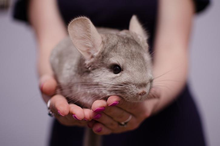 cuidados_basicos_de_una_chinchilla_domestica_20739_orig