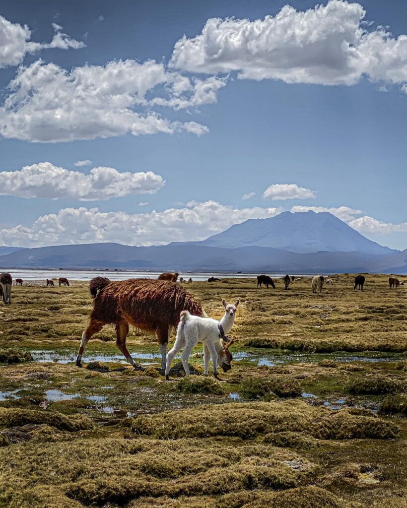 CAMELIDOS SUDAMERICANOS EN LA RESERVA NACIONAL DE SALINAS Y AGUADA BLANCA