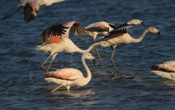 FLAMENCOS EN LA RESERVA NACIONAL DE SLAINAS Y AGUADA BLANCA