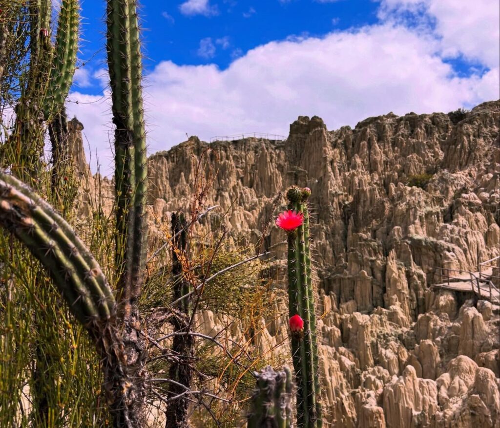 cacatus en el valle de la luna
